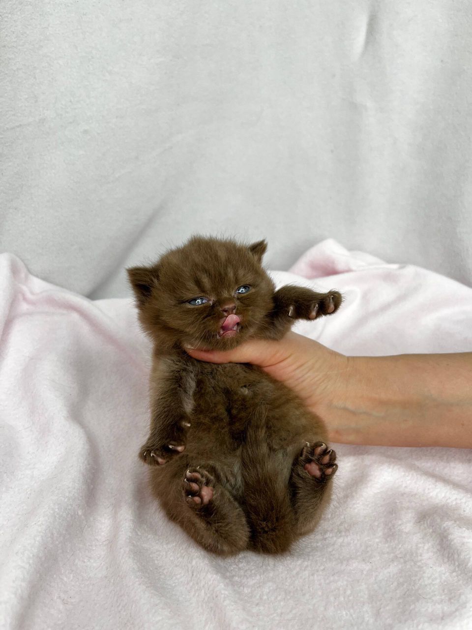 WhatsApp Image 2026-03-01 at 15.40.55 (1) british