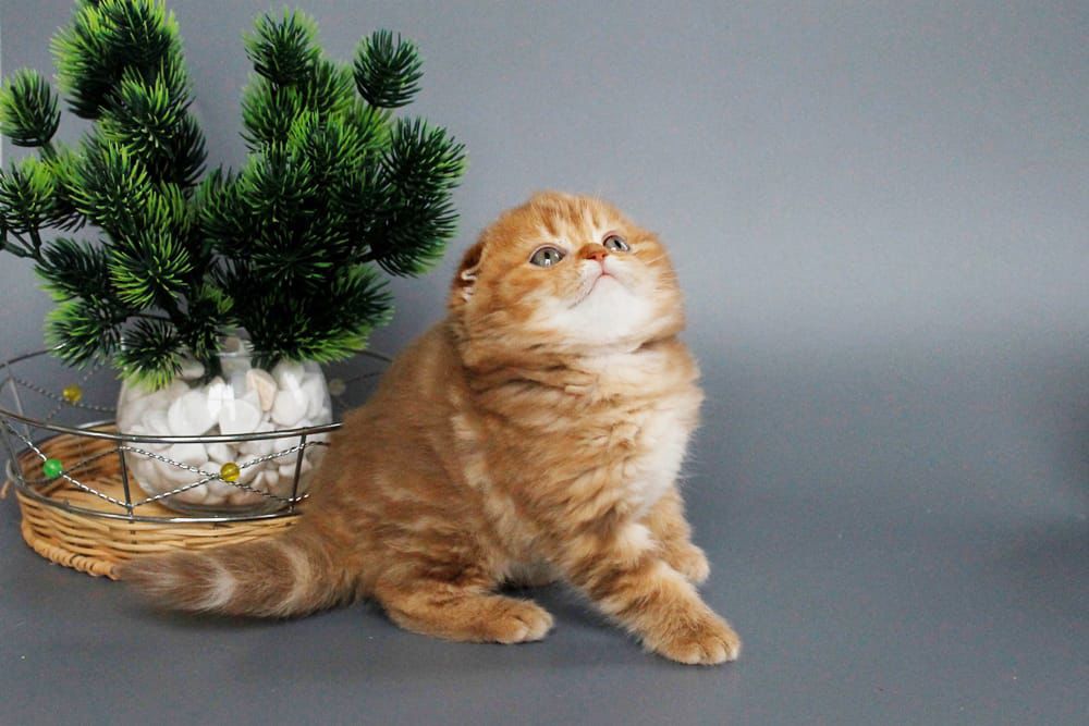 WhatsApp Image 2026-03-01 at 17.01.53