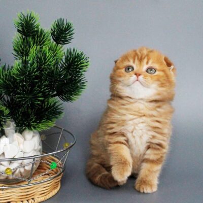 WhatsApp Image 2026-03-01 at 17.01.54 (1)