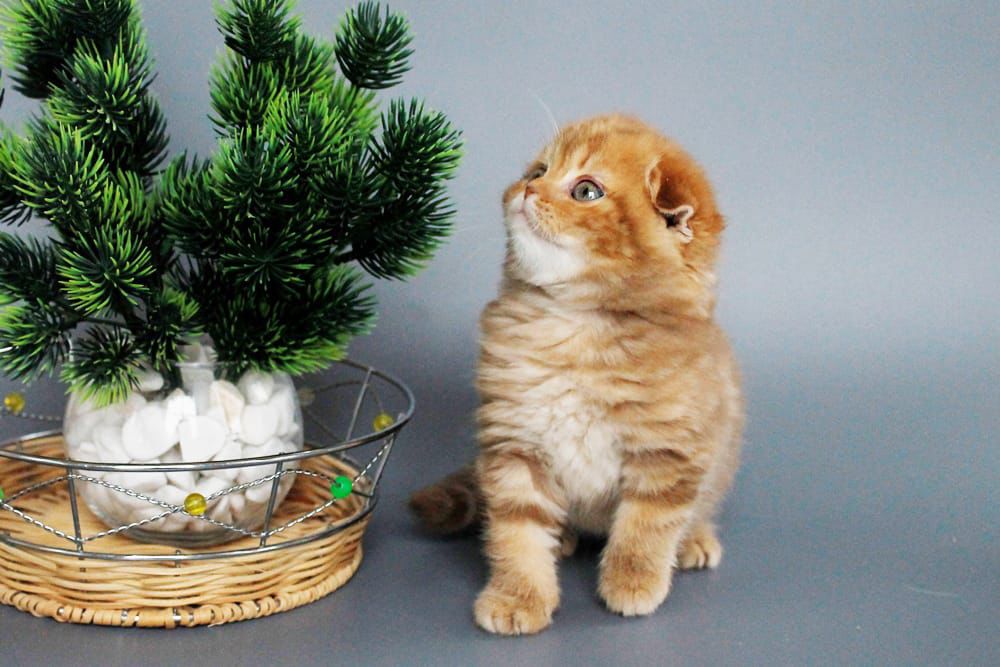 WhatsApp Image 2026-03-01 at 17.01.54 (2) scottish fold