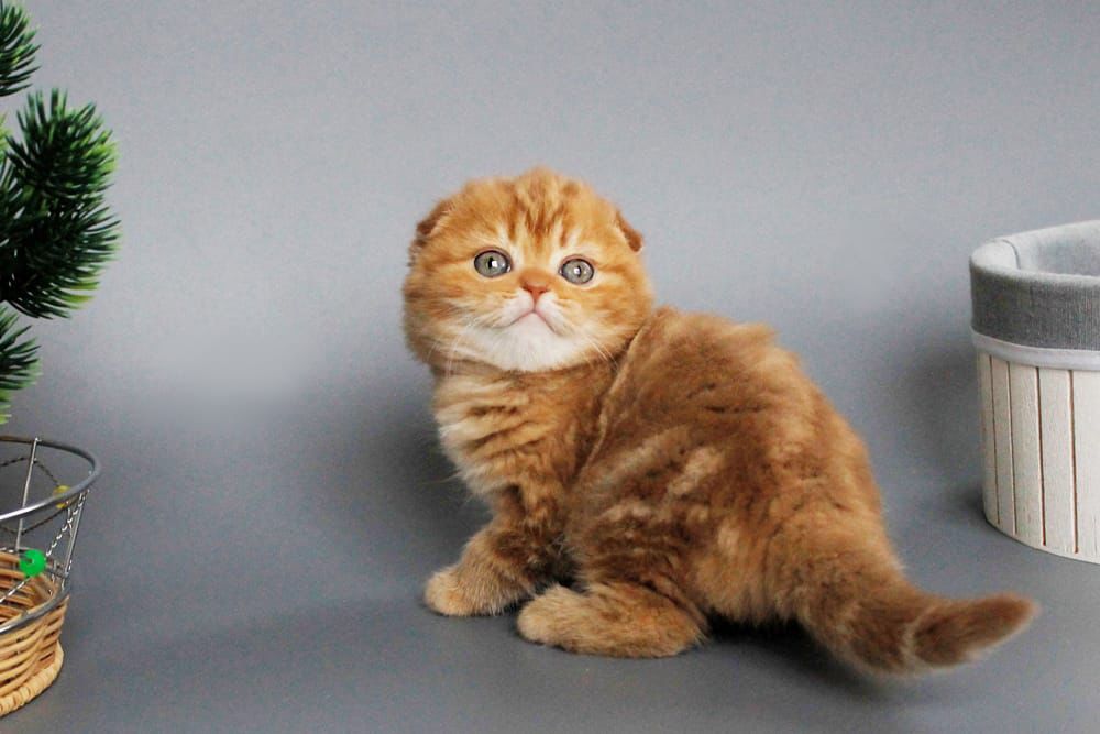 WhatsApp Image 2026-03-01 at 17.01.54