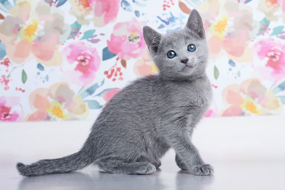 russian blue