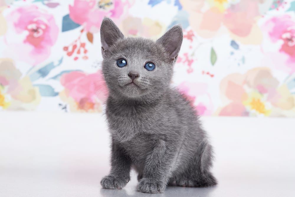 russian blue