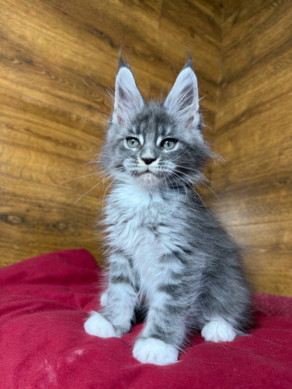maine coon