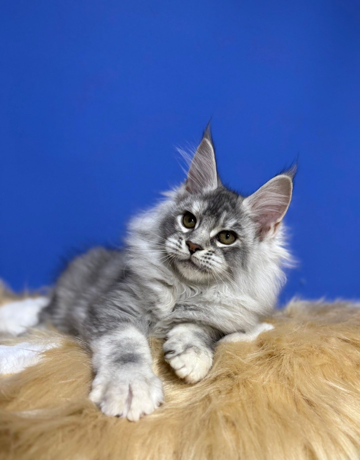 maine coon