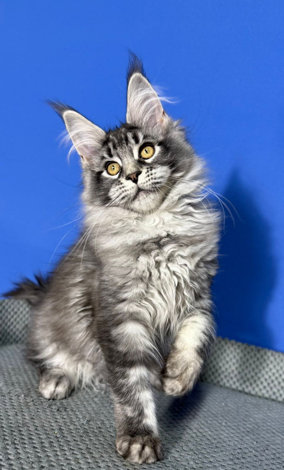 maine coon