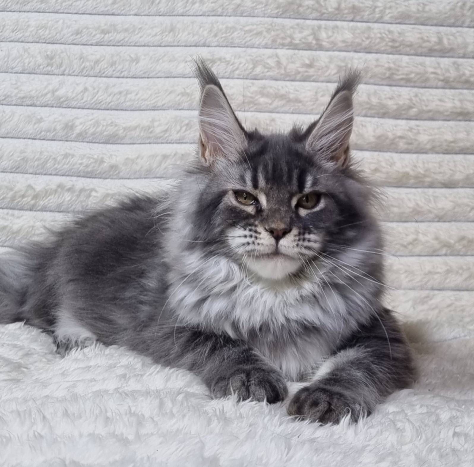 maine coon
