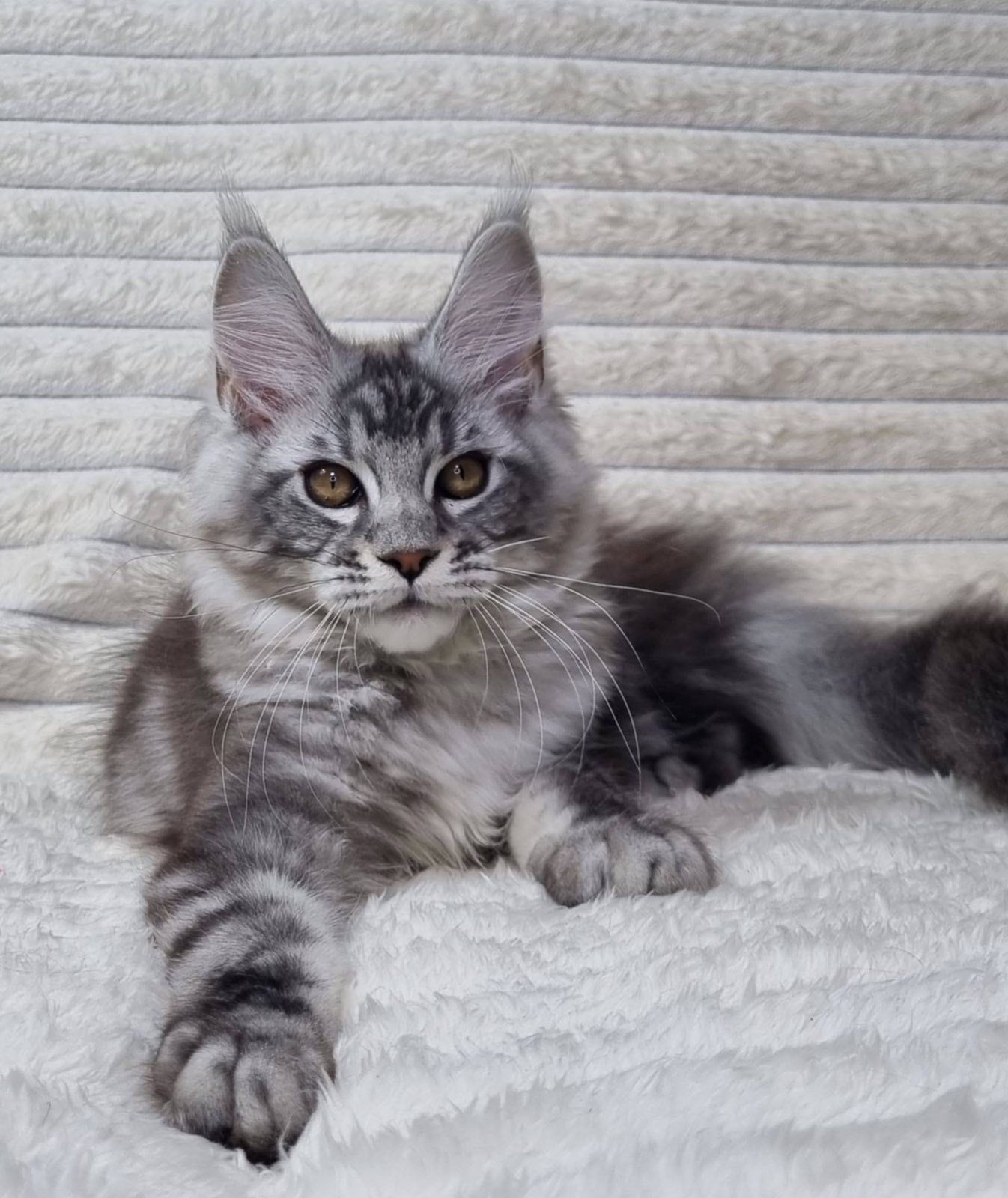 WhatsApp Image 2026-03-04 at 21.44.20