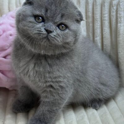 scottish fold