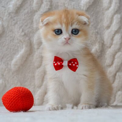 scottish fold