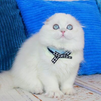 scottish fold