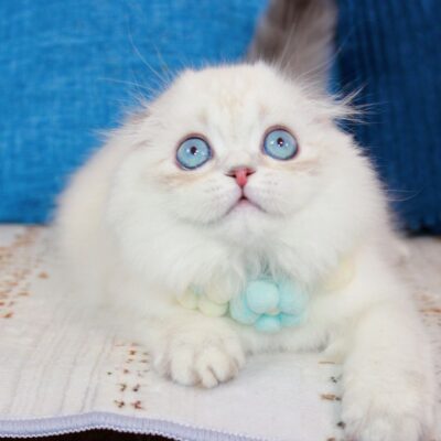 WhatsApp Image 2026-03-06 at 22.36.23 (10)