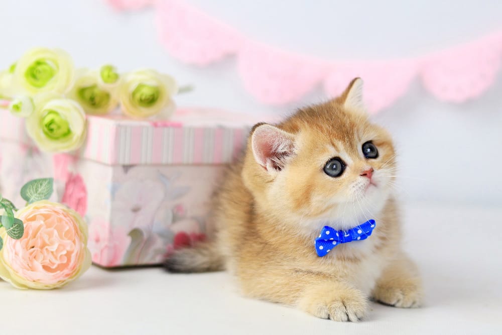 WhatsApp Image 2026-03-07 at 05.44.42 (1)