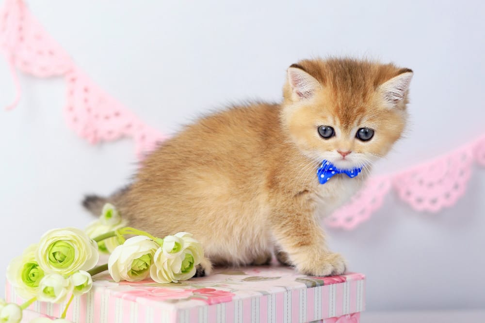 WhatsApp Image 2026-03-07 at 05.44.42