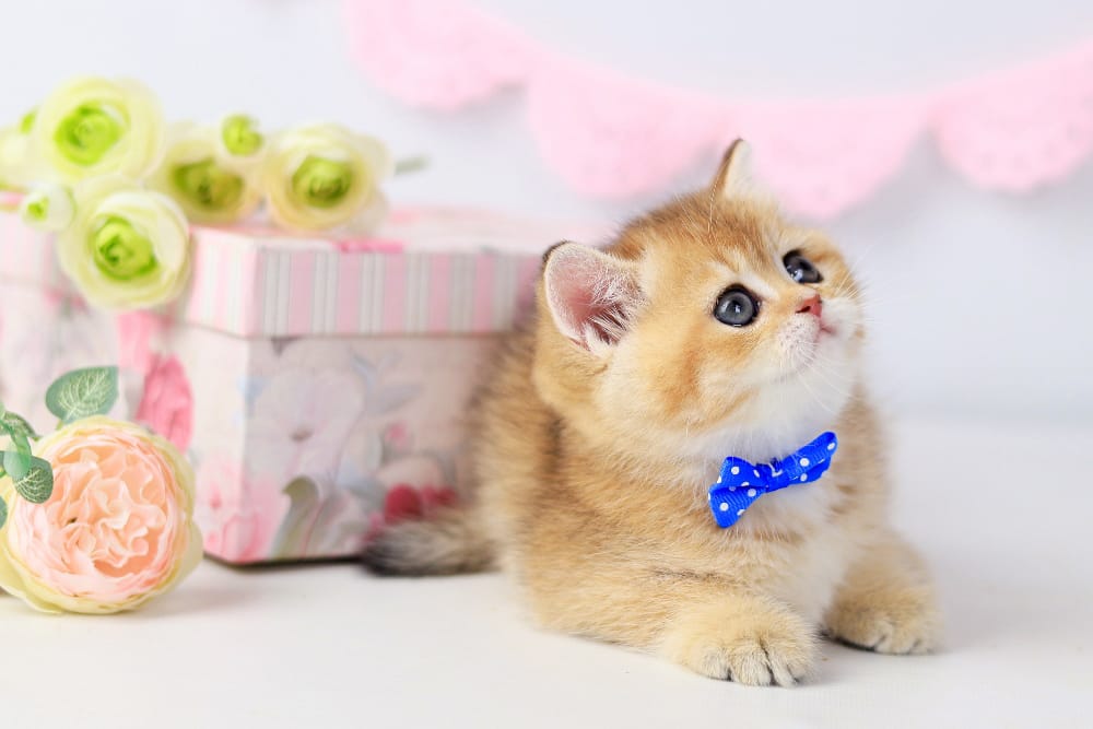 WhatsApp Image 2026-03-07 at 05.44.43 (1) british