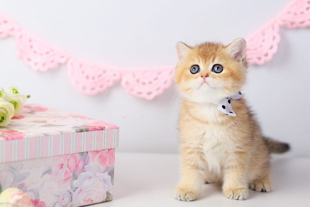 WhatsApp Image 2026-03-07 at 05.44.43 (2)