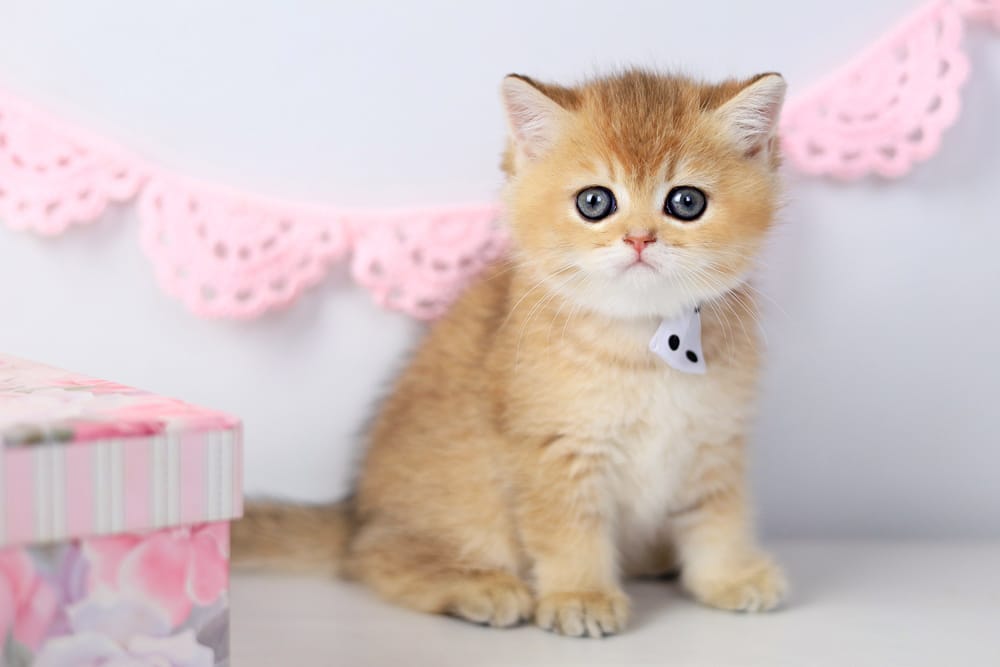 WhatsApp Image 2026-03-07 at 05.44.43 (3)