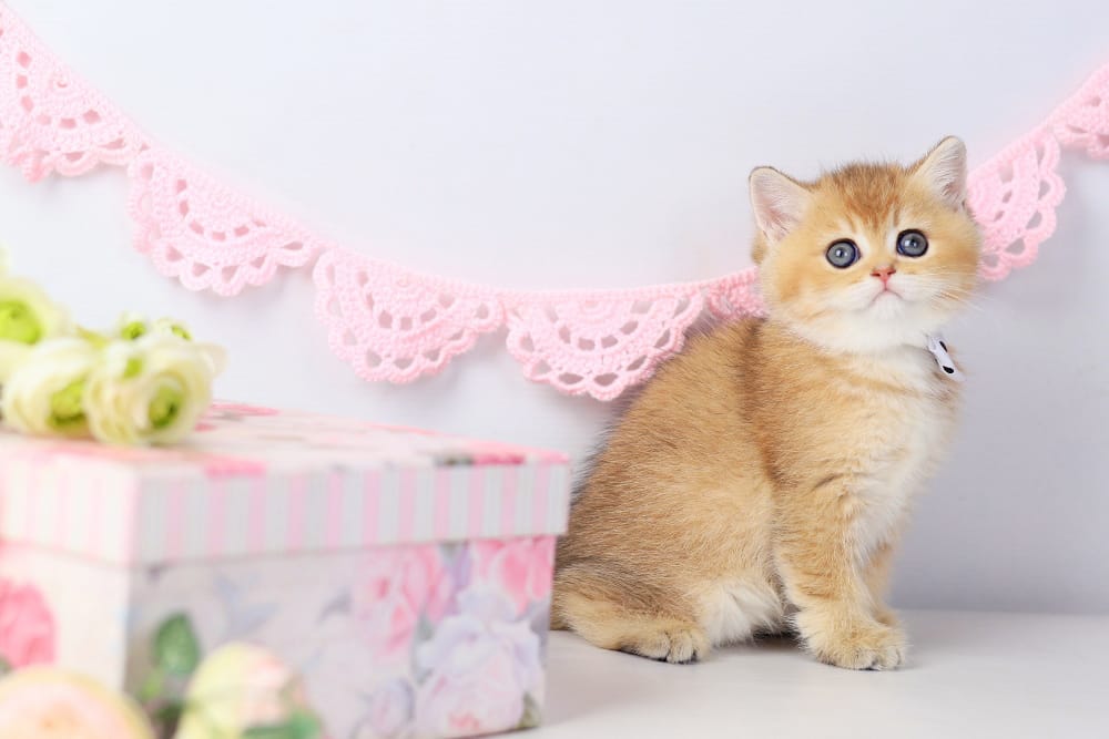 WhatsApp Image 2026-03-07 at 05.44.43