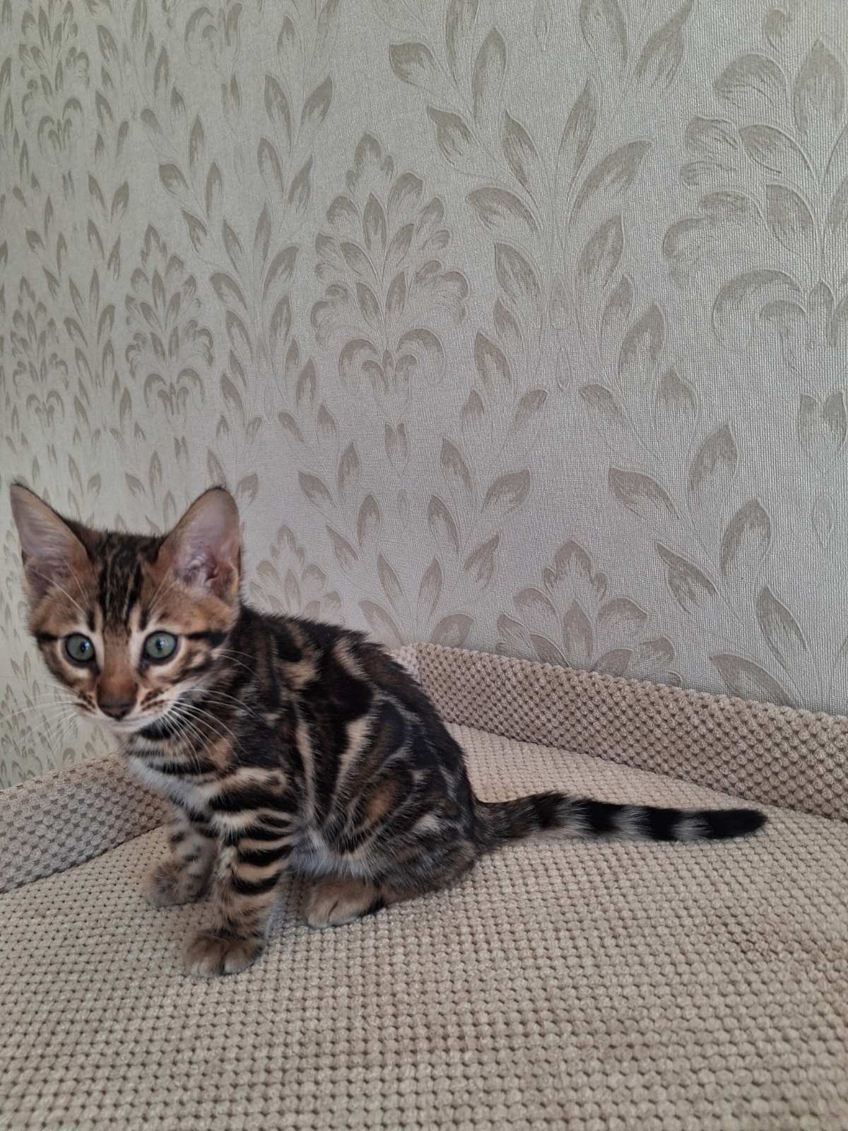 bengal