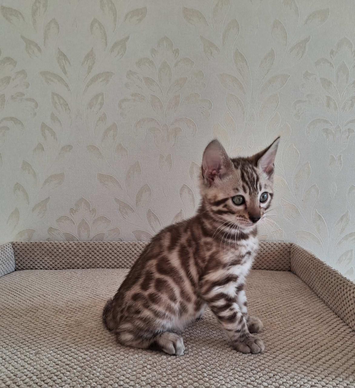 bengal