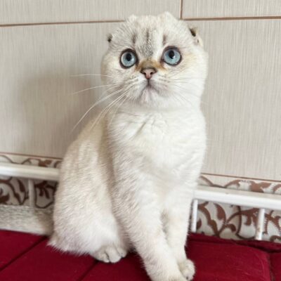 scottish fold