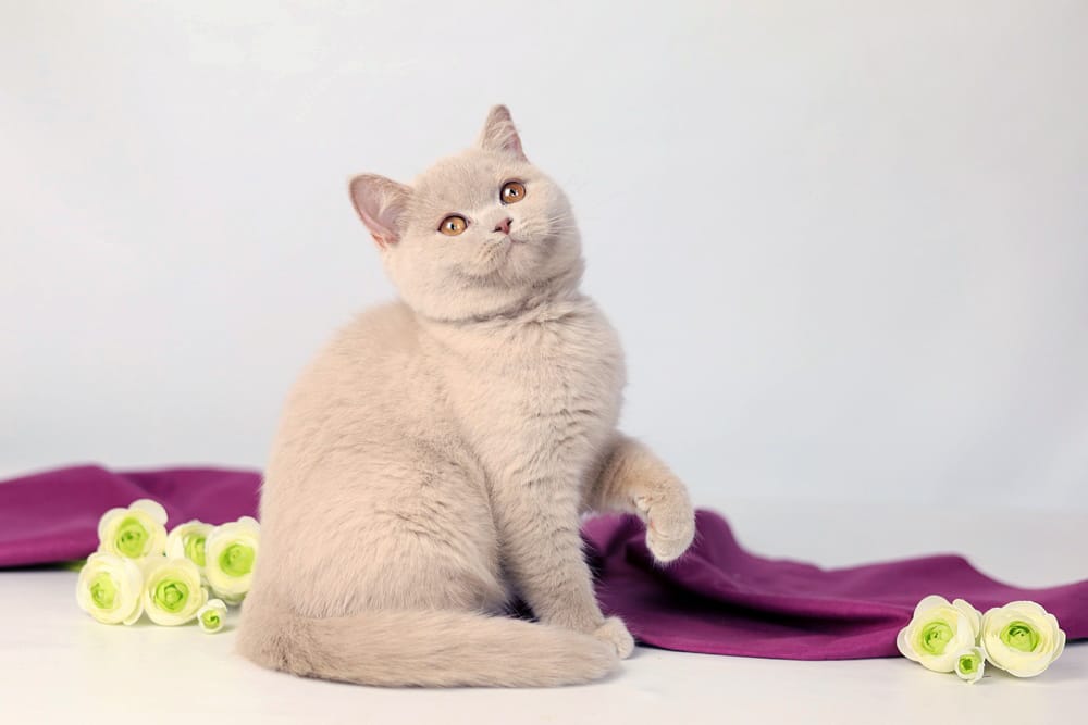 WhatsApp Image 2026-03-19 at 14.29.17 (2)