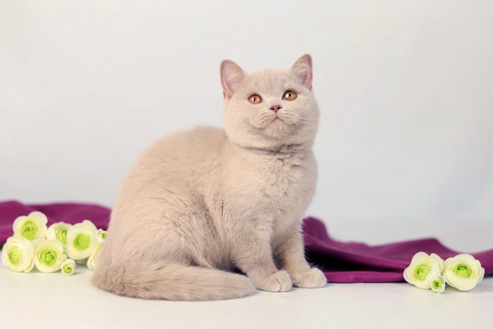 WhatsApp Image 2026-03-19 at 14.29.17 (3)