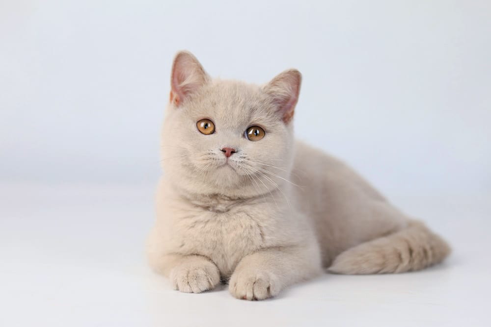 WhatsApp Image 2026-03-19 at 14.29.17 british