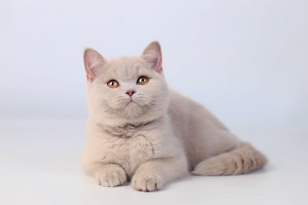 WhatsApp Image 2026-03-19 at 14.29.18 british