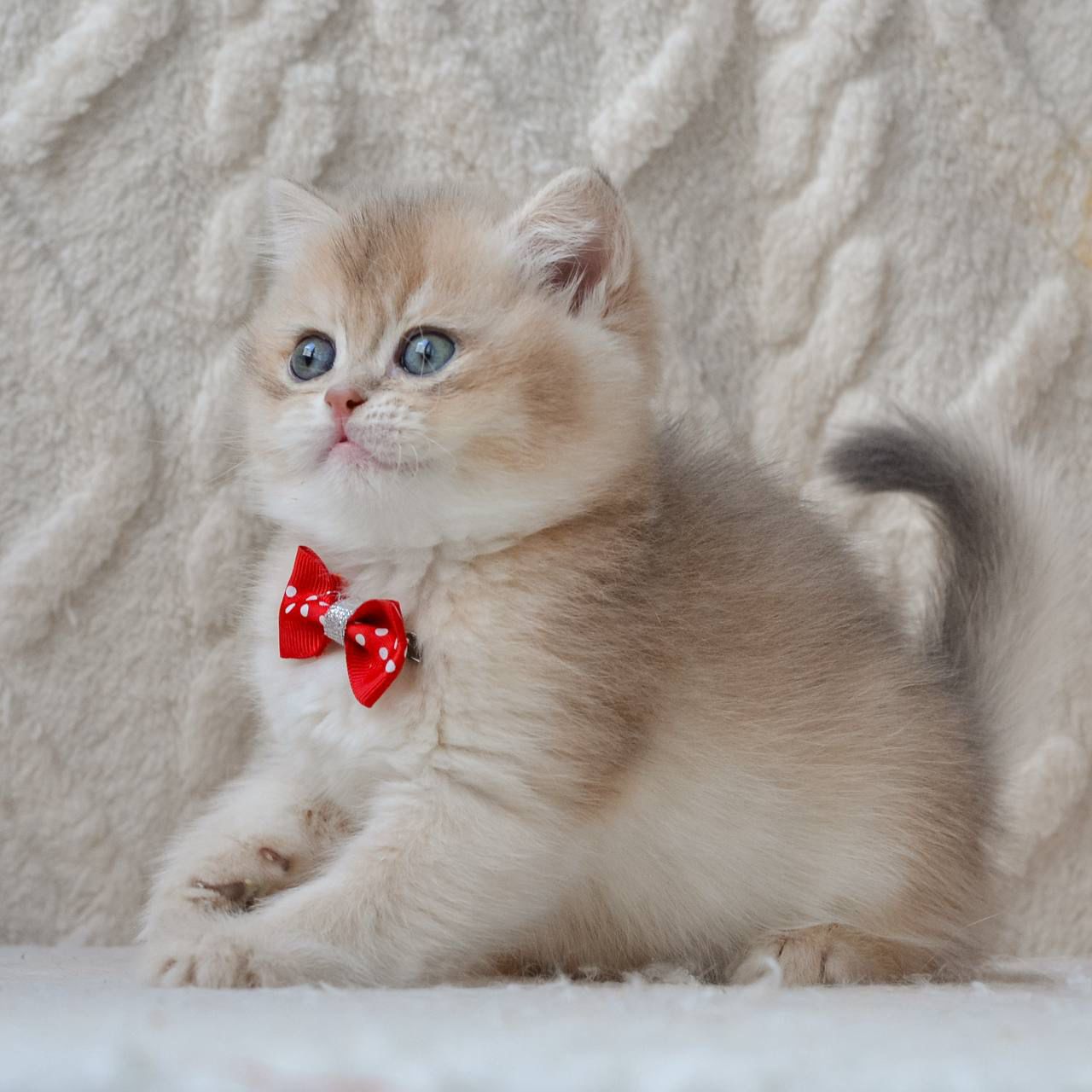 WhatsApp Image 2026-03-19 at 19.15.48 (1)