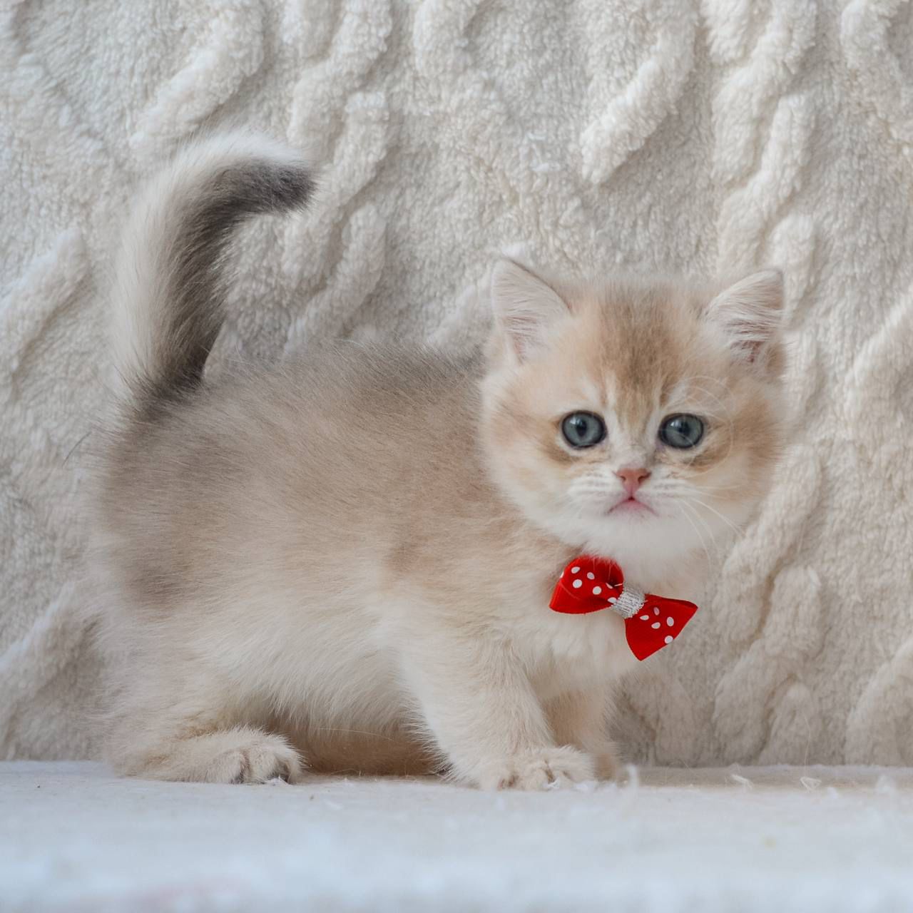 WhatsApp Image 2026-03-19 at 19.15.48 (2)