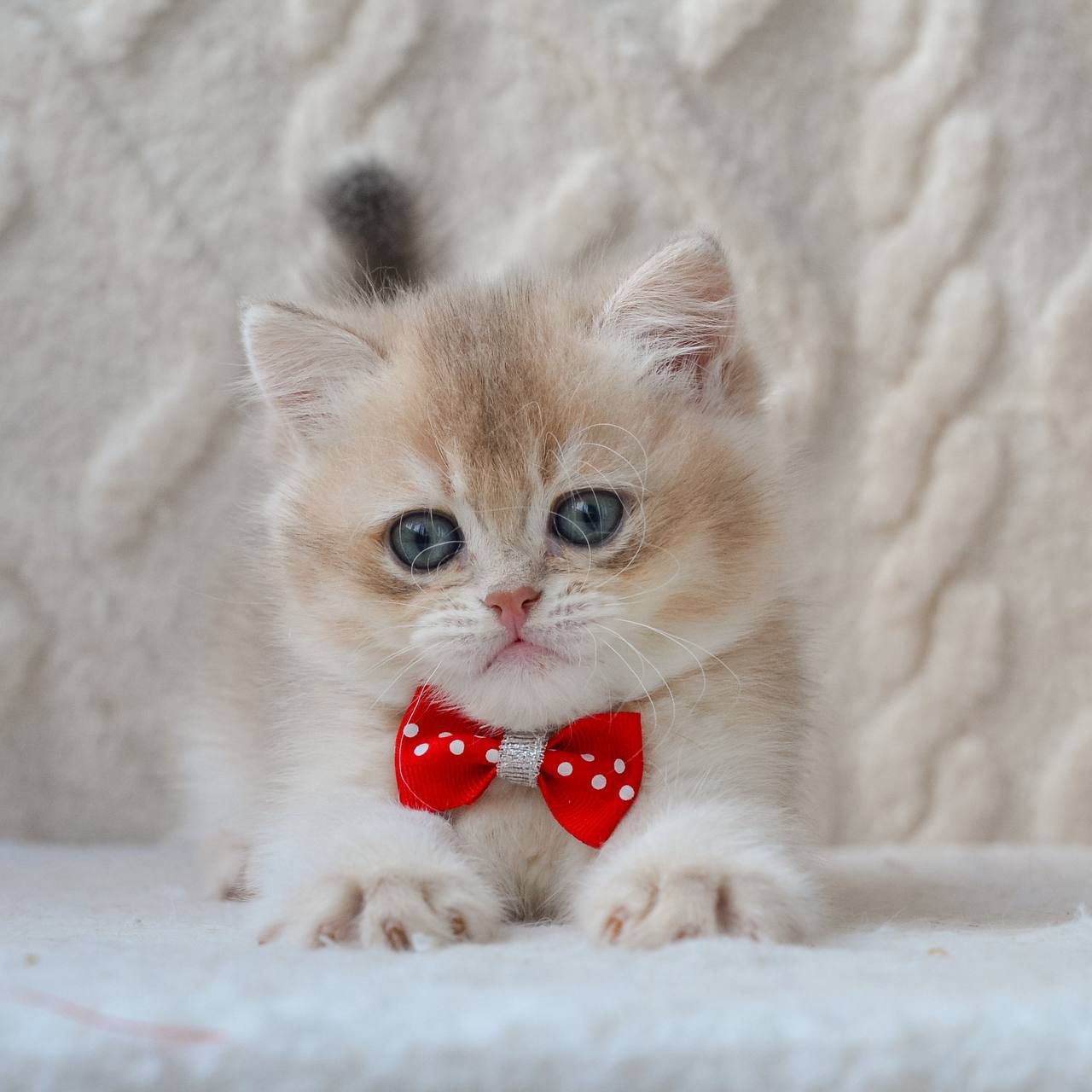 WhatsApp Image 2026-03-19 at 19.15.48 british