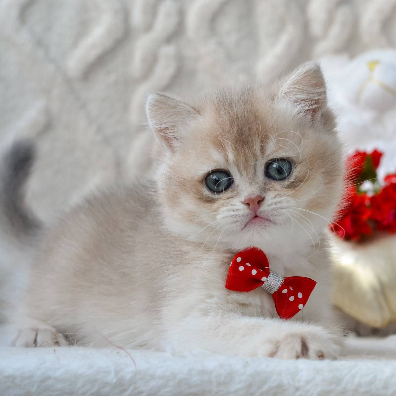 WhatsApp Image 2026-03-19 at 19.15.49 (2)