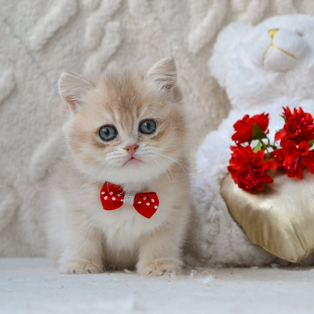 WhatsApp Image 2026-03-19 at 19.15.49 (3)