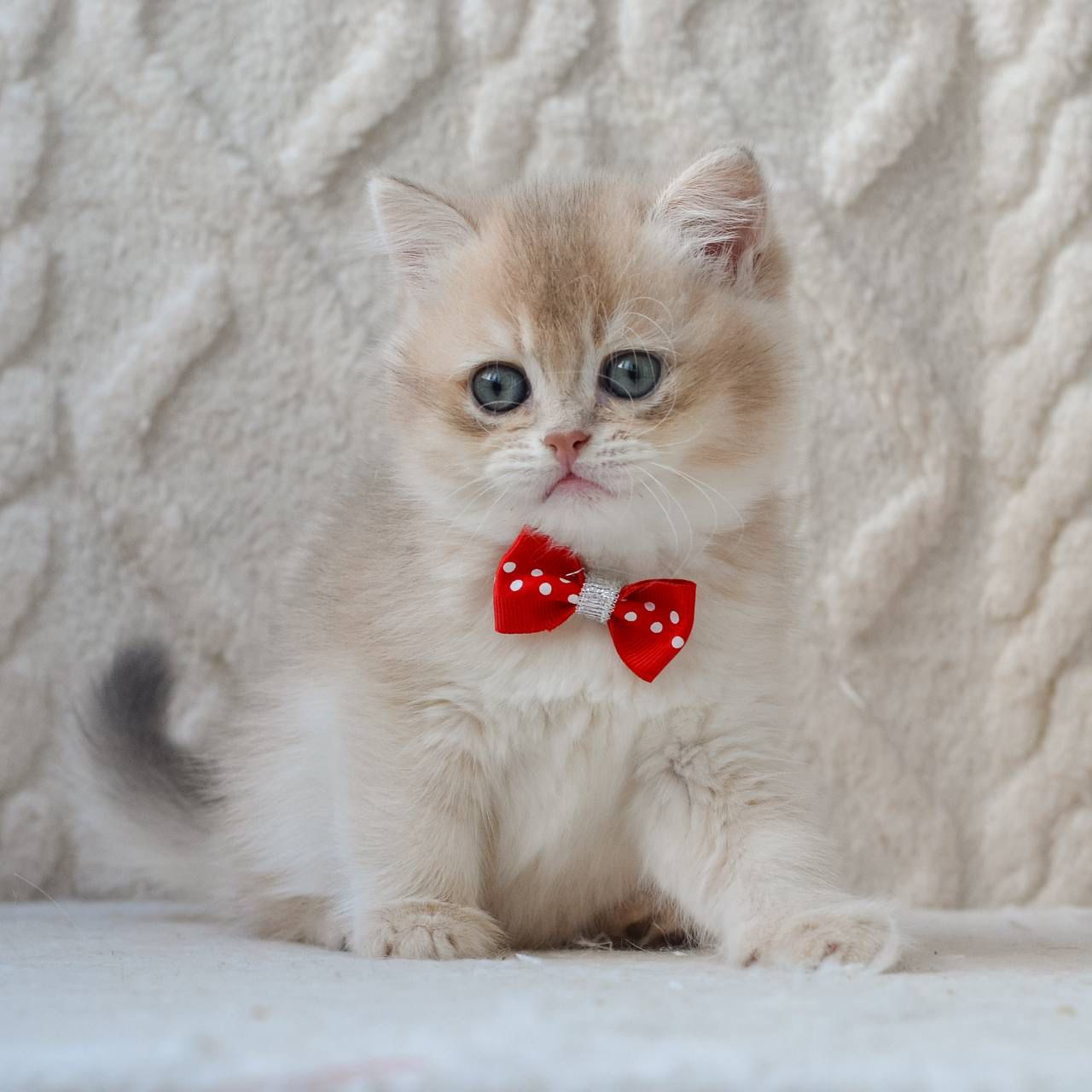 WhatsApp Image 2026-03-19 at 19.15.49