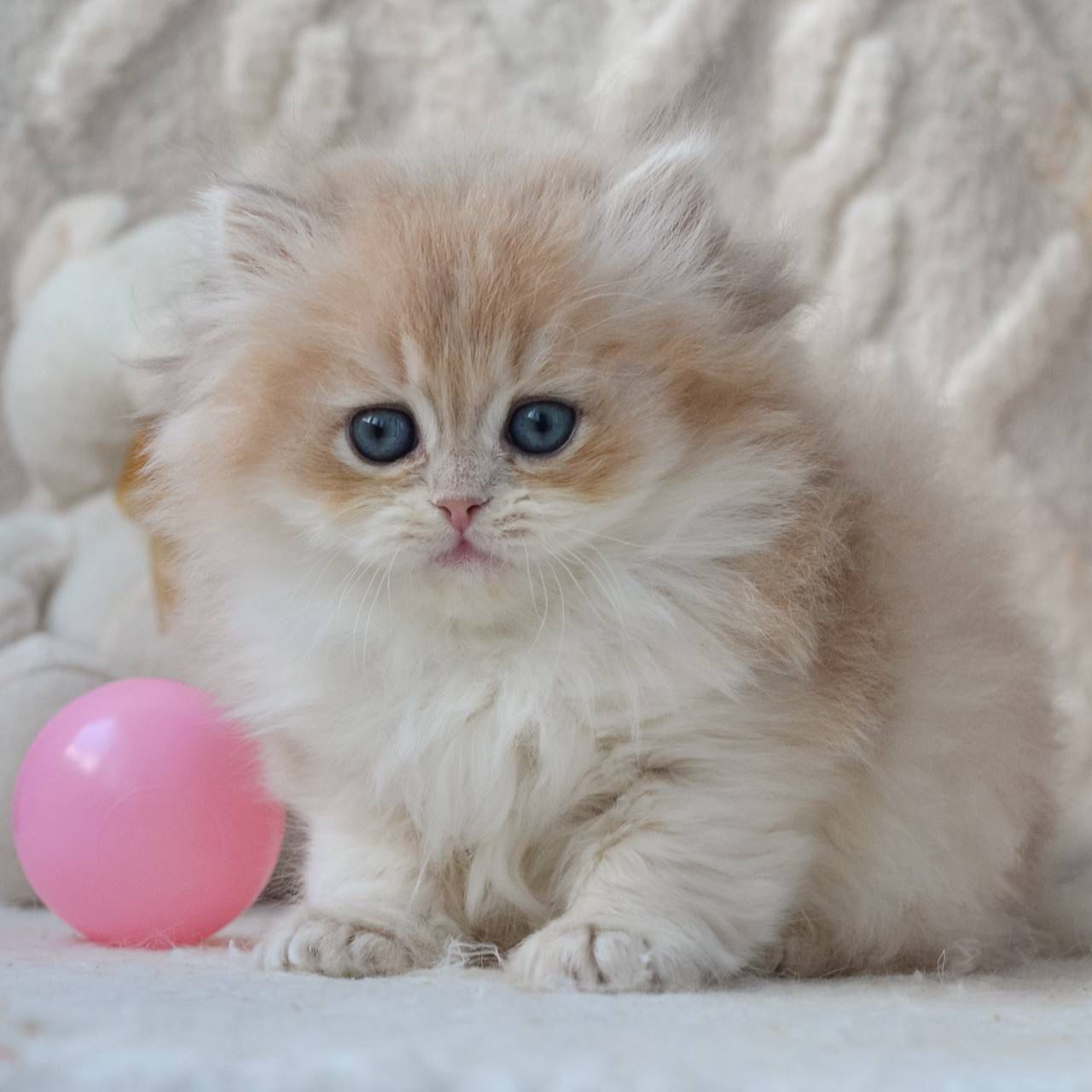 WhatsApp Image 2026-03-19 at 19.16.13 (1)