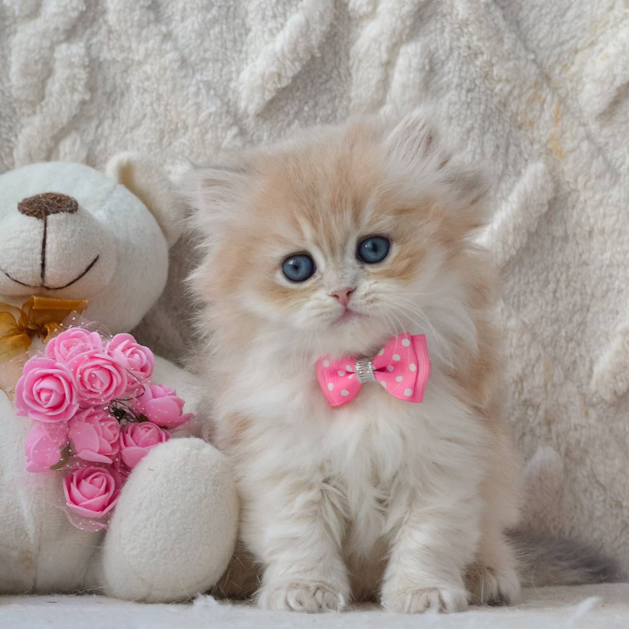 WhatsApp Image 2026-03-19 at 19.16.13