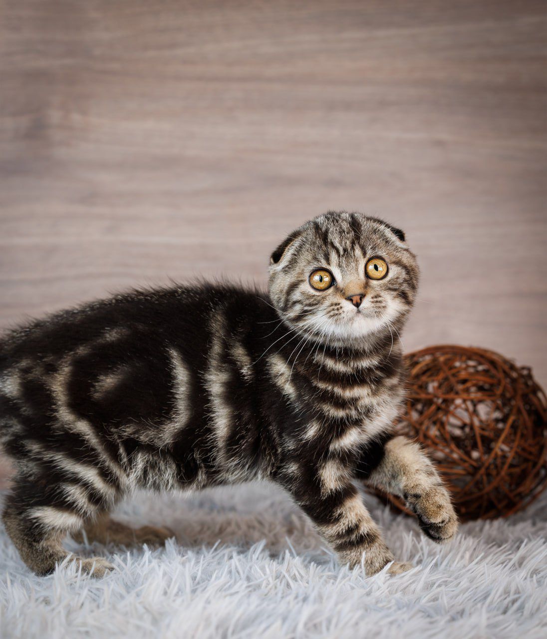 WhatsApp Image 2026-03-19 at 19.38.44 (1)