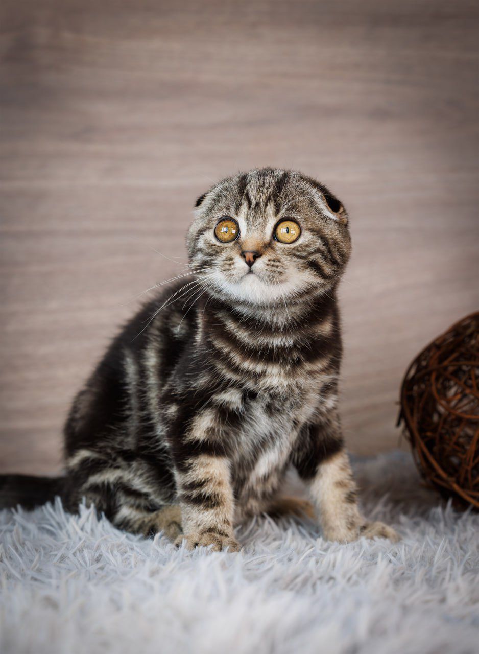 WhatsApp Image 2026-03-19 at 19.38.45 (1)