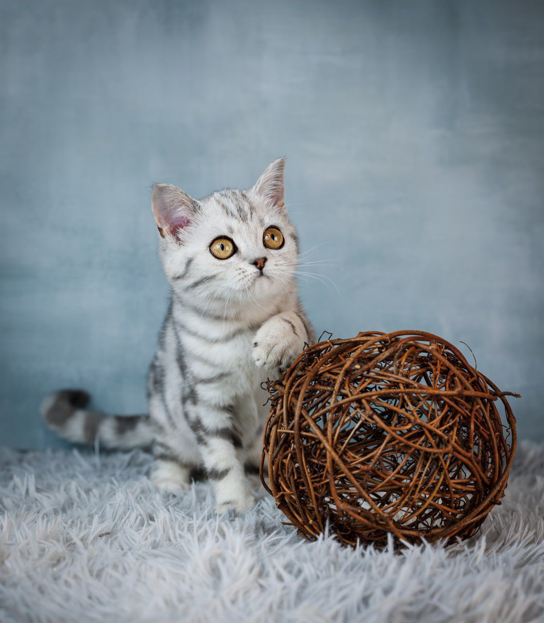 WhatsApp Image 2026-03-19 at 19.39.08 (1)