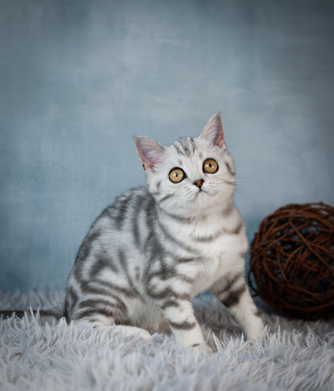 WhatsApp Image 2026-03-19 at 19.39.08 (3)