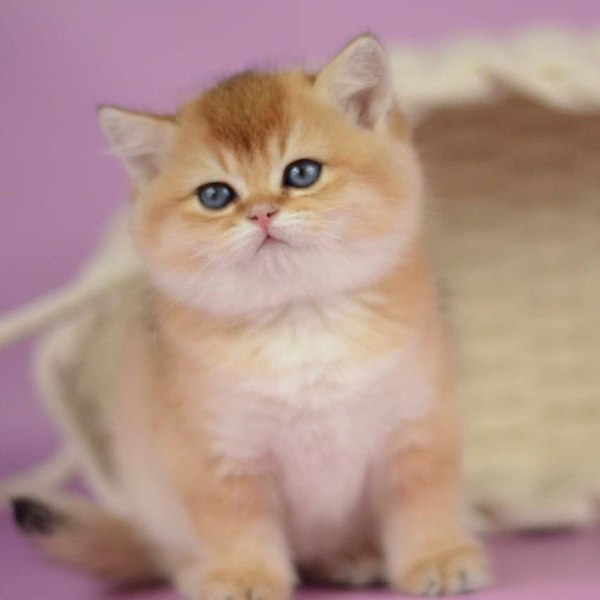 WhatsApp Image 2026-03-21 at 15.21.48 (1)