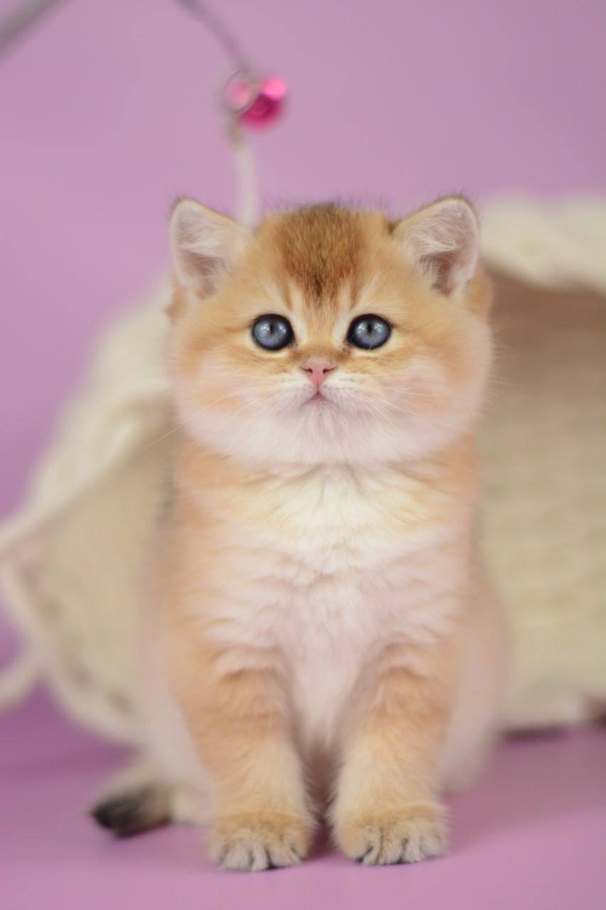 WhatsApp Image 2026-03-21 at 15.21.48 (2)