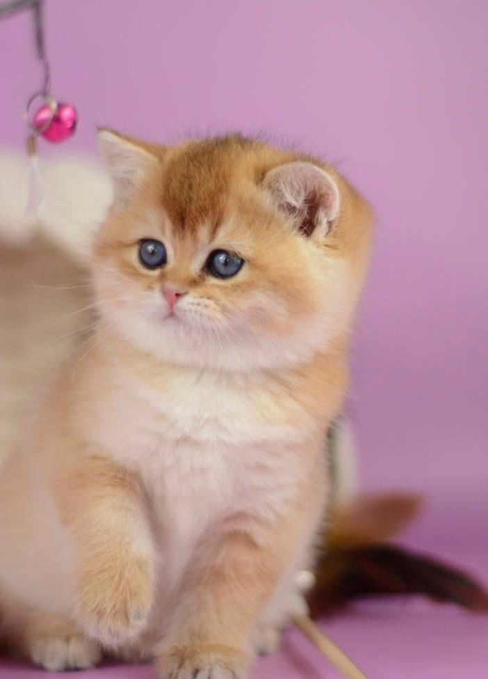 WhatsApp Image 2026-03-21 at 15.21.48 (4)