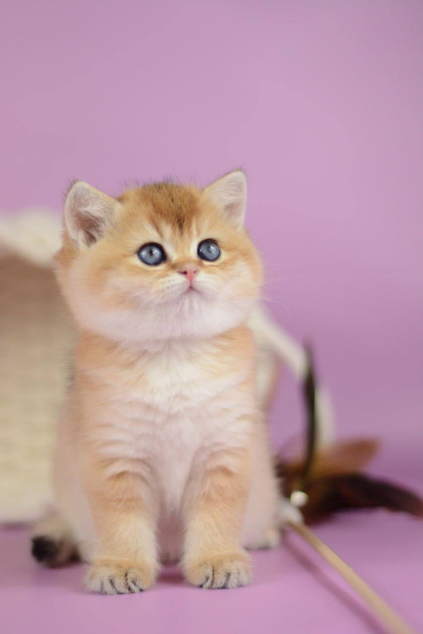 WhatsApp Image 2026-03-21 at 15.21.48 (5)