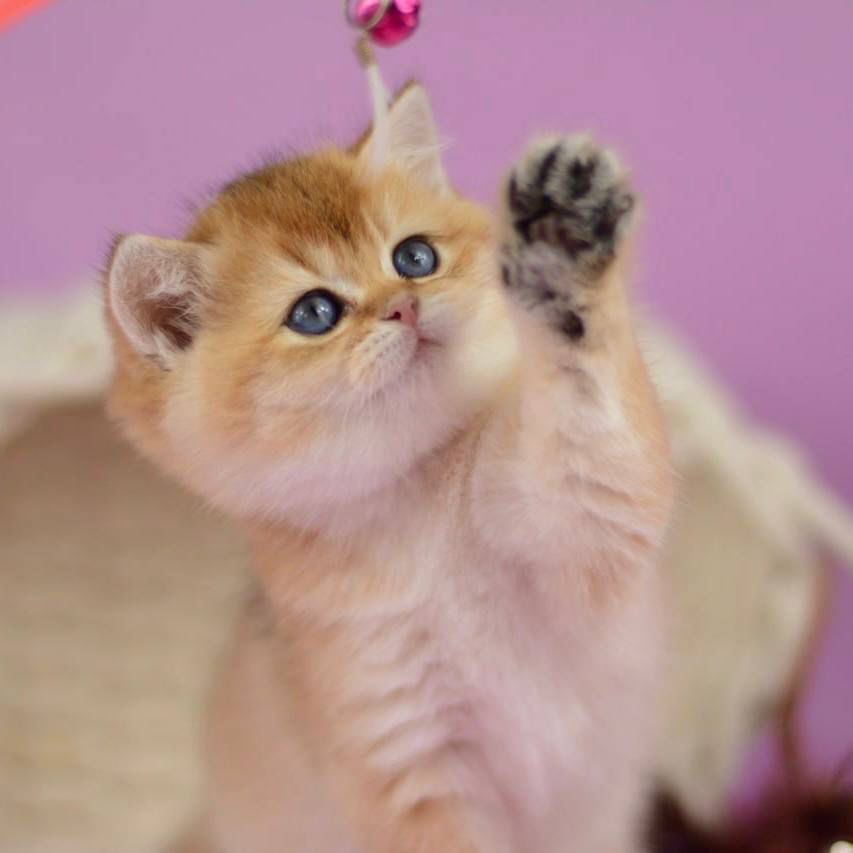 WhatsApp Image 2026-03-21 at 15.21.48 (6)