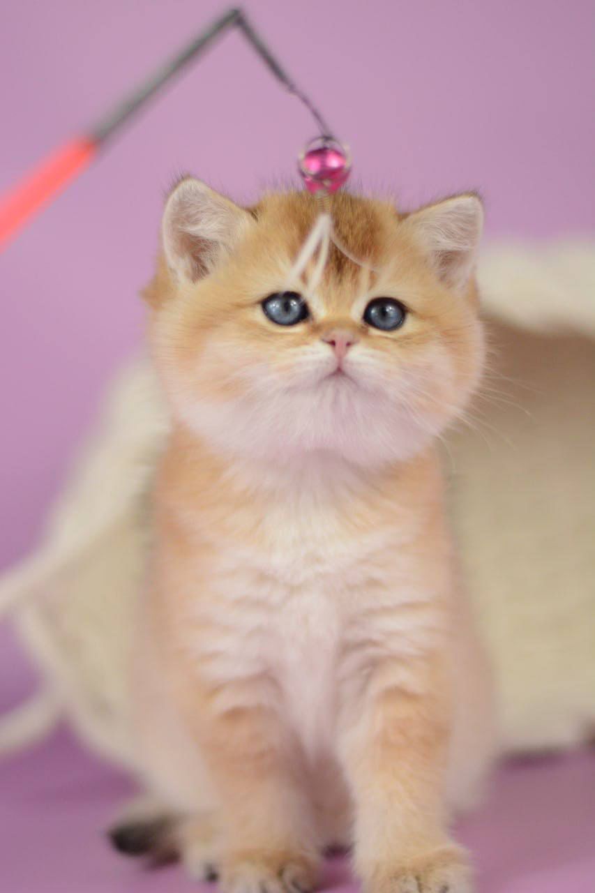 WhatsApp Image 2026-03-21 at 15.21.48 (7)