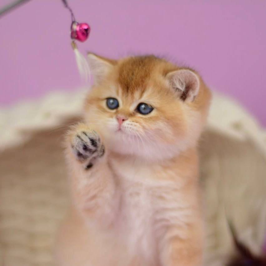 WhatsApp Image 2026-03-21 at 15.21.48 british