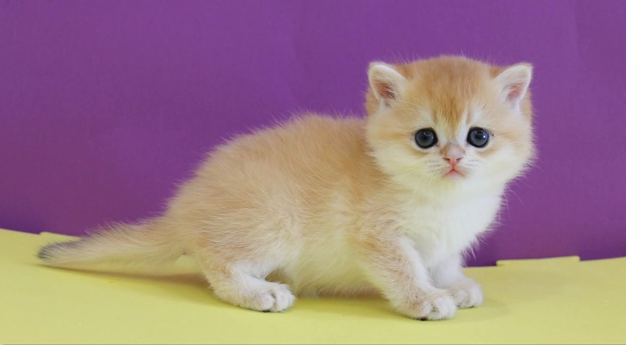 WhatsApp Image 2026-03-21 at 15.25.47 (2)