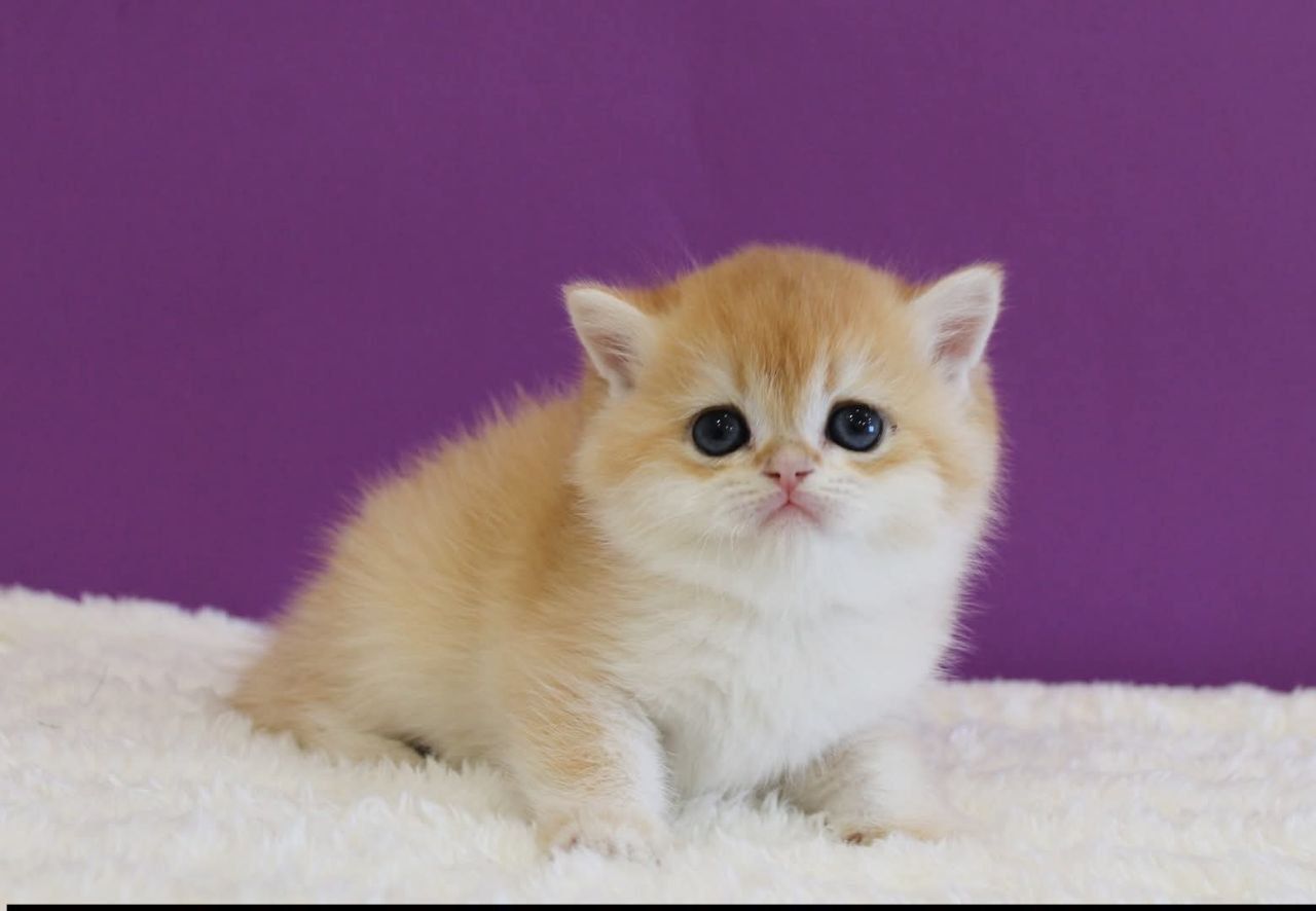 WhatsApp Image 2026-03-21 at 15.25.47